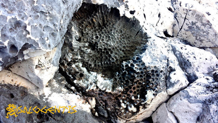 Fossili di Coralli, Castro