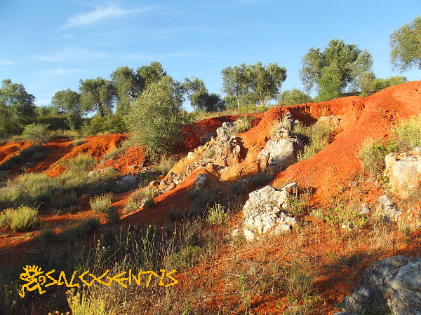 Bosco dei Reali, Poggiardo - fronte di cava di bauxite