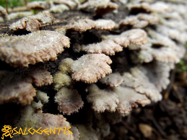 Funghi legnicoli