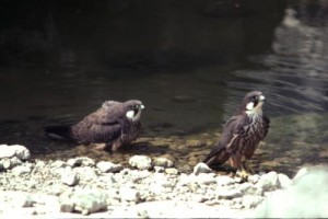 falco della regina Falco della Regina (Fonte: Wikipedia)