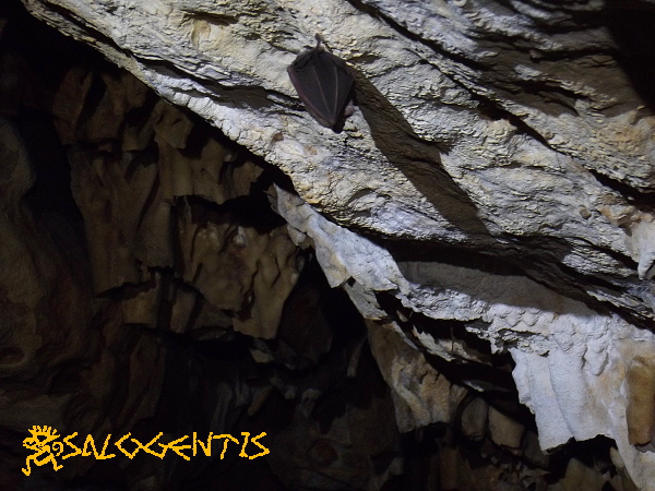 Ambiente più interno della grotta con un pipistrello