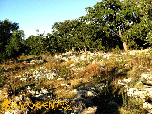 unico biotopo bosco di Tricase